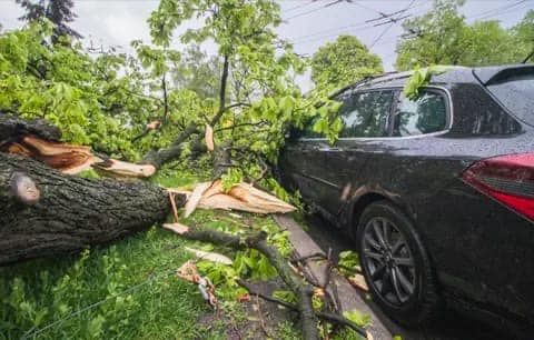 Акимат Караганды заплатит за ремонт машин, на которые упало дерево