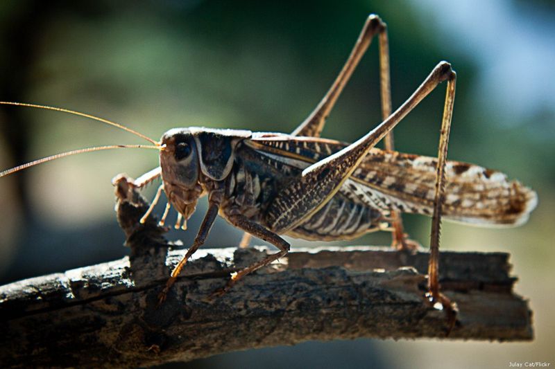 Уже не до шуток: Жумангарин поручил акиматам активнее бороться с саранчой
