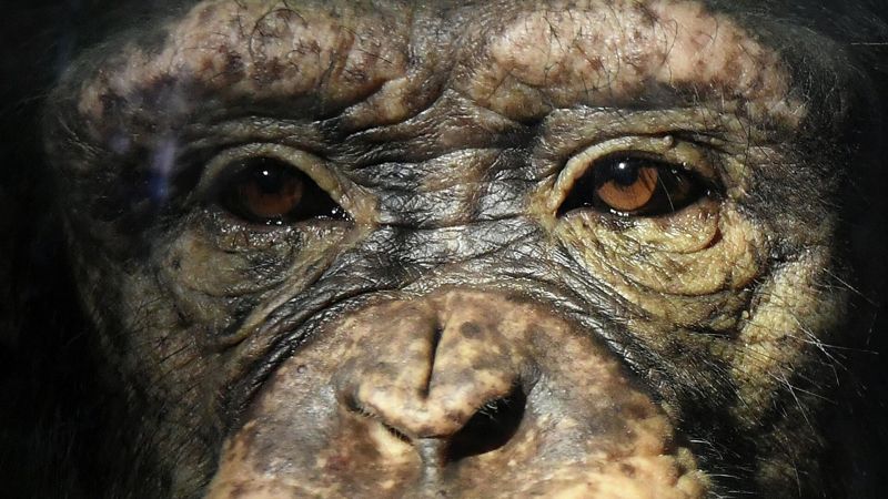 Вакцина против оспы обезьян: в ВОЗ проводят предварительную квалификацию