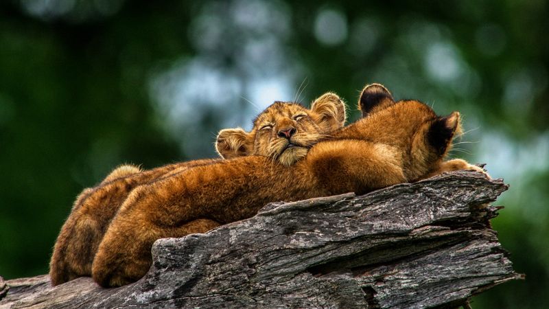 Продавали львят: в Караганде вынесли приговор бывшим сотрудникам зоопарка