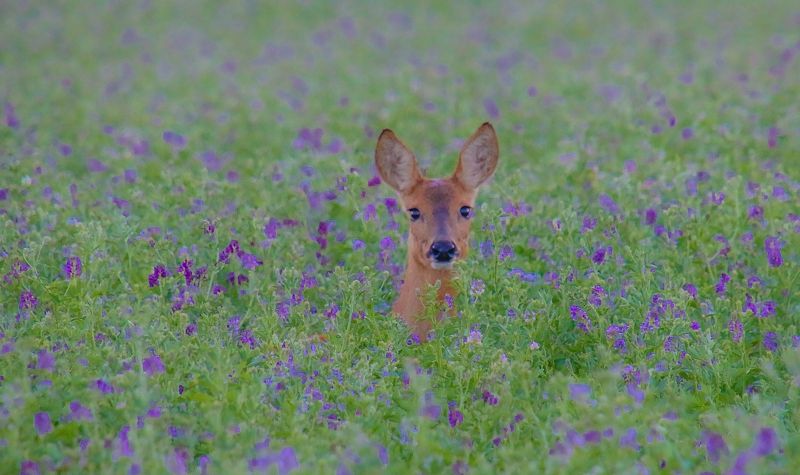 Казахстан впервые передал семена в "Ноев ковчег" на острове Шпицберген