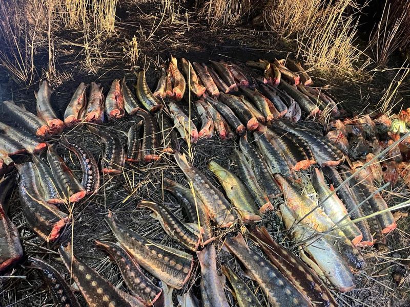 В Атырауской области изъяли почти полтонны осетра