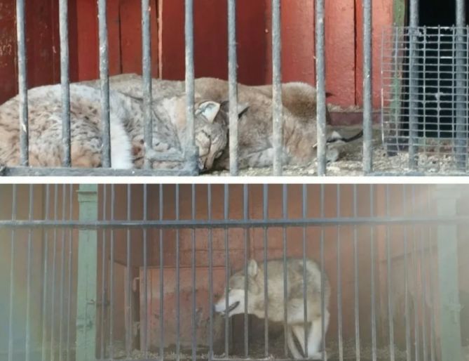 Животные в неволе: владельцу передвижного зоопарка в Актау грозит штраф