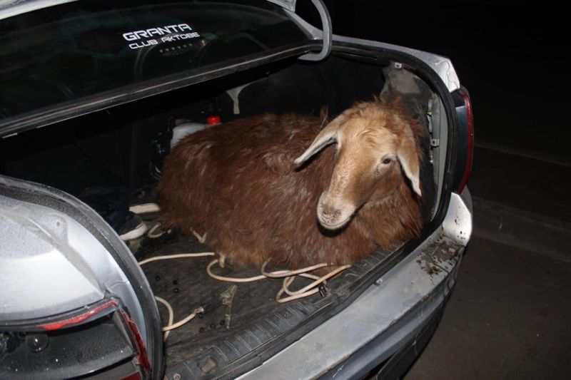 Восемь овец украли студенты у сельчан в Актобе