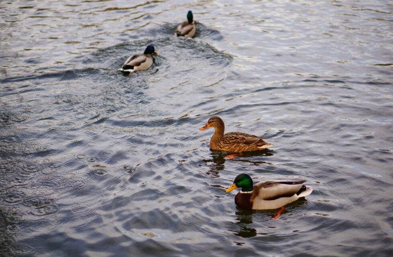 Ветслужбы выясняют причину массовой гибели уток на озере Шалкар в Павлодарской области