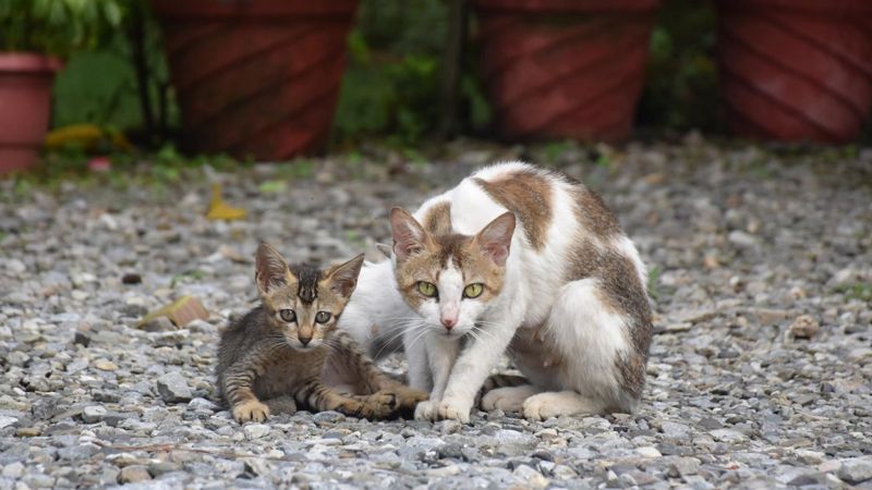 Житель Актау расстреливает кошек: горожане бьют тревогу