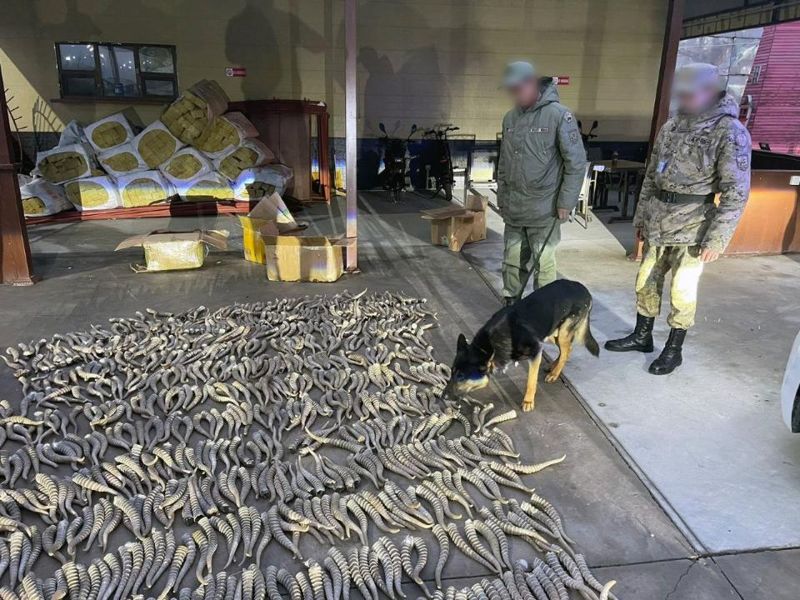 Рога сайги на два млрд тенге пытались вывезти через Хоргос