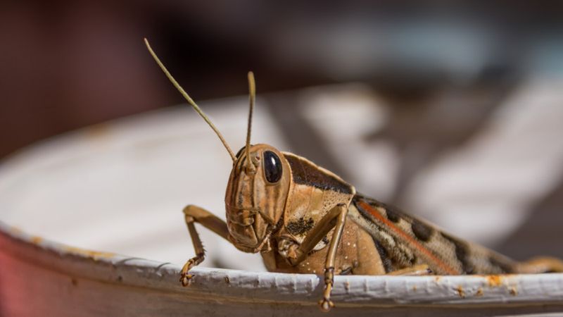 В Казахстане завершили обработку против саранчи: посевы не пострадали