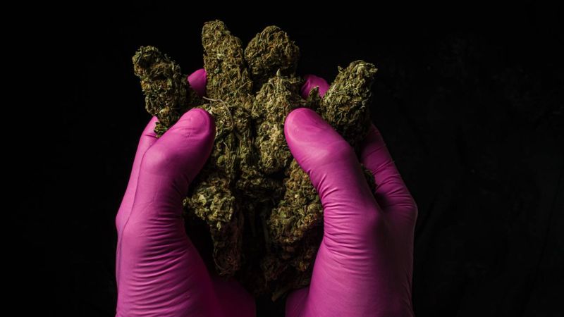 Житель Байзакского района получил 7 лет колонии за хранение 15 кг марихуаны