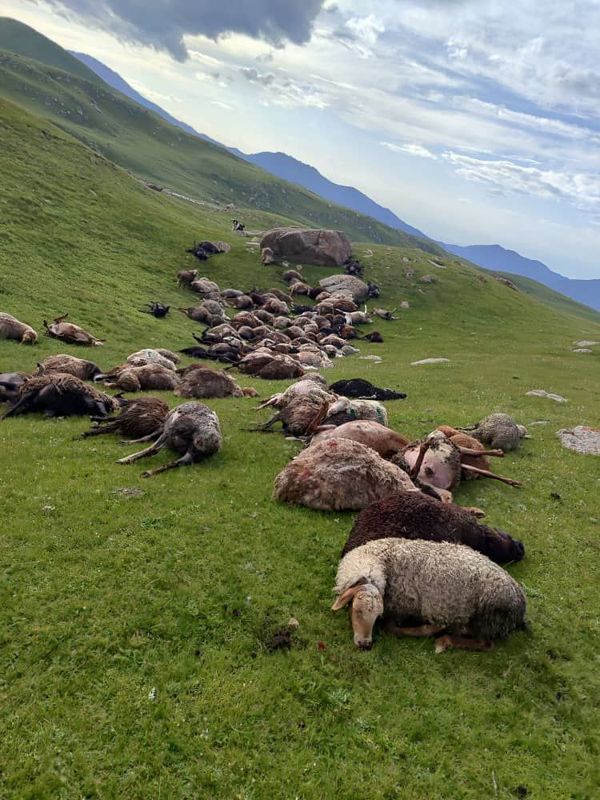 В Кыргызстане молния убила 250 овец