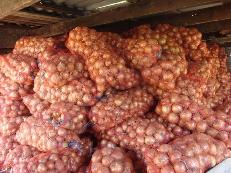 Почти 140 тыс тонн лука залежалось у фермеров Жамбылской области