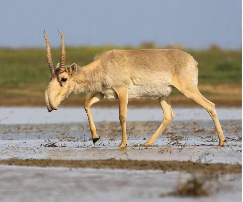 Армия "мигрантов" из Казахстана напугала российские приграничные регионы