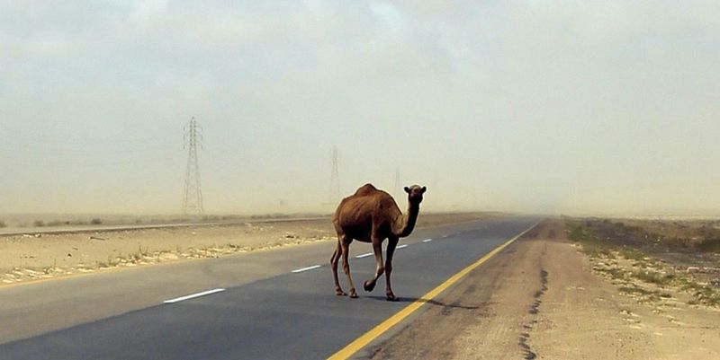 В Мангистау водитель на трассе сбил верблюда и скрылся