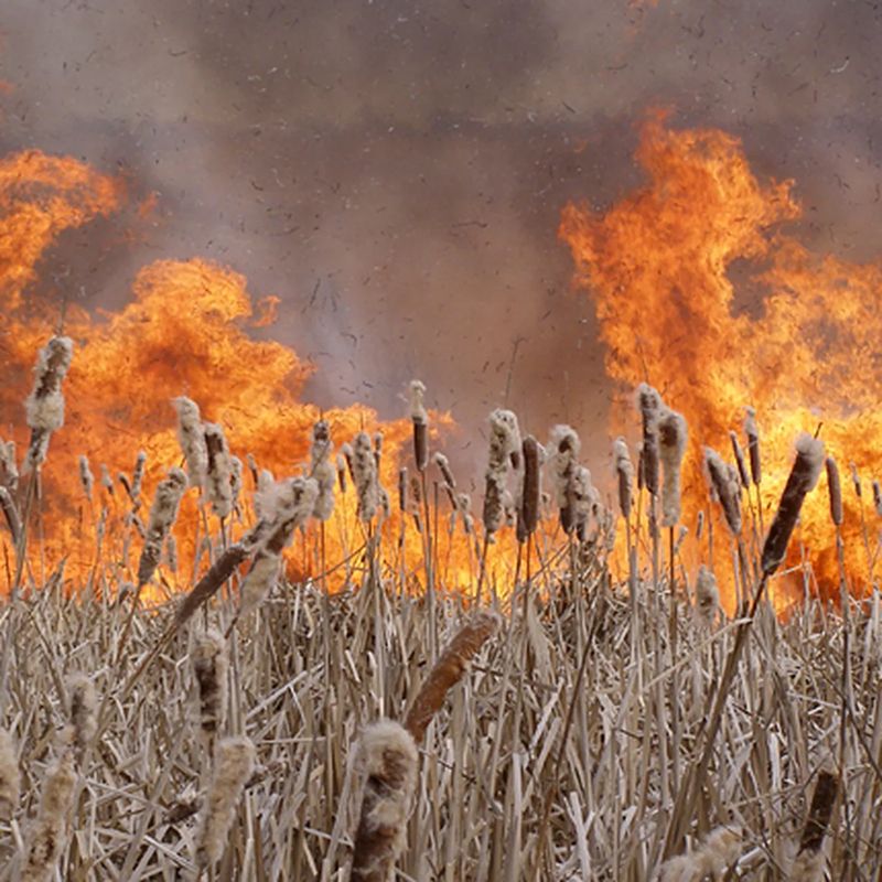 Камыш тлеет на побережье Каспийского моря