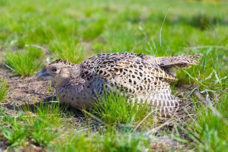 700 фазанов выпустили на территории зеленого пояса Астаны