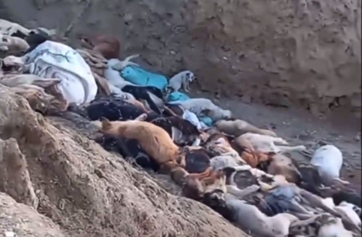 Глубокую яму с мертвыми и живыми собаками обнаружили рядом с Актау