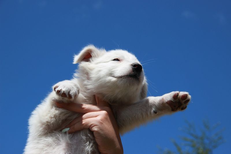 За пять лет в стране поменялось отношение к животным - Нысанбаев