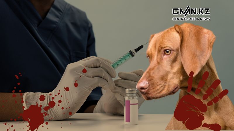 Лицензия на убийство: нужен ли закон об эвтаназии животных в Казахстане?