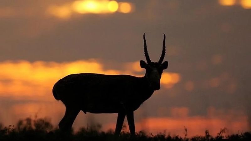 Любительскую охоту на сайгу планируют разрешить в Казахстане