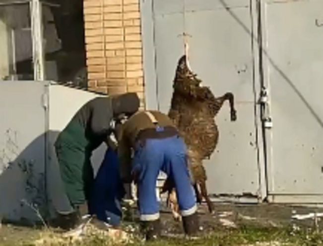 Барана освежевали на территории драмтеатра в Петропавловске