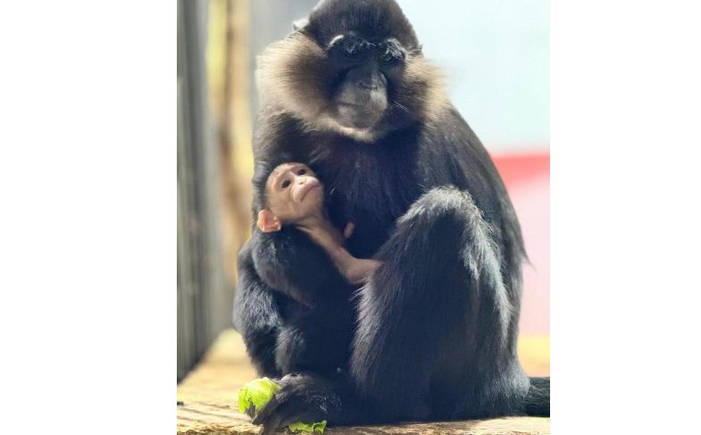 Пополнение в зоопарке Караганды: у хохлатых мангобеев родился малыш