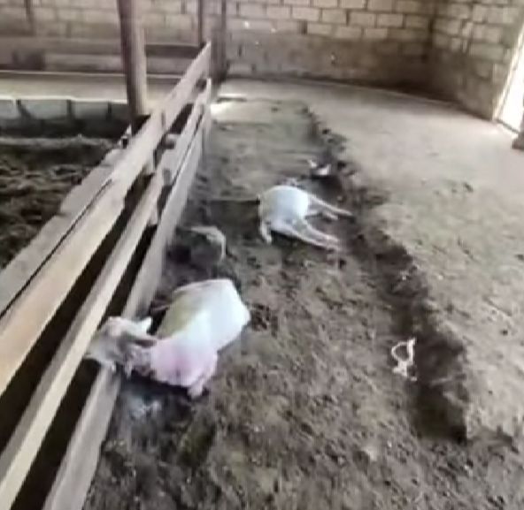 В Мангистау бродячие собаки загрызли целое стадо коз