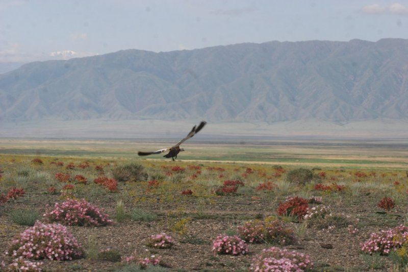 В Жетысу государству вернули земли на 100 млн тенге