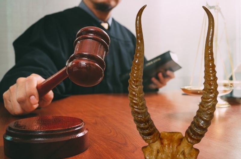 2,3 млрд тенге за сгнившие рога сайги: суд оставил приговор без изменения