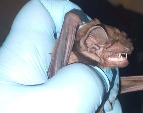 Летучих мышей, зараженных коронавирусом, обнаружили в Сибири и Дагестане