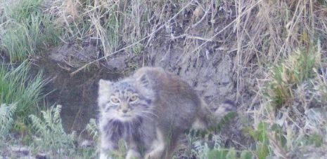 Манул попал в фотоловушки в Чарынском национальном природном парке