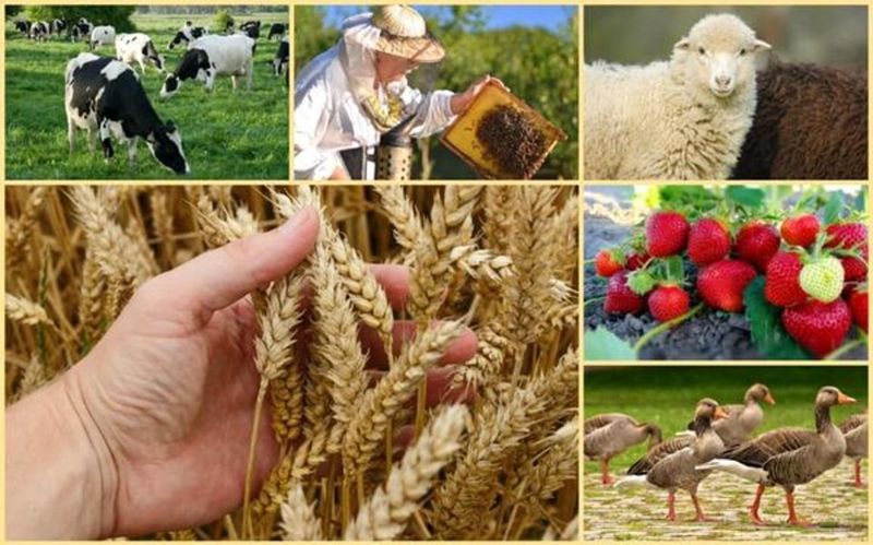 90-е в Шымкенте: махинации с землёй на десятки миллионов, или как выйти сухим из воды