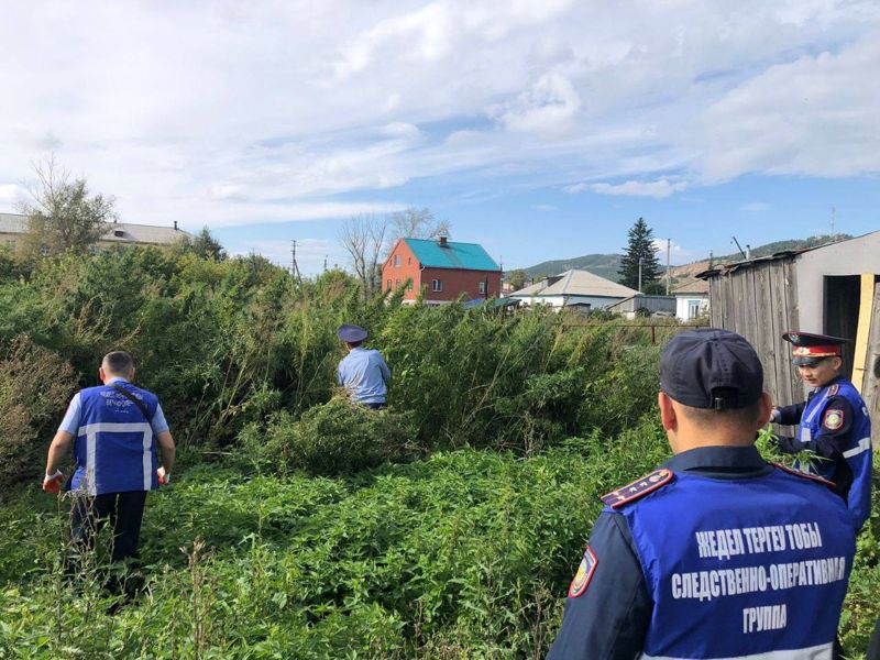 В Щучинске нашли плантацию конопли