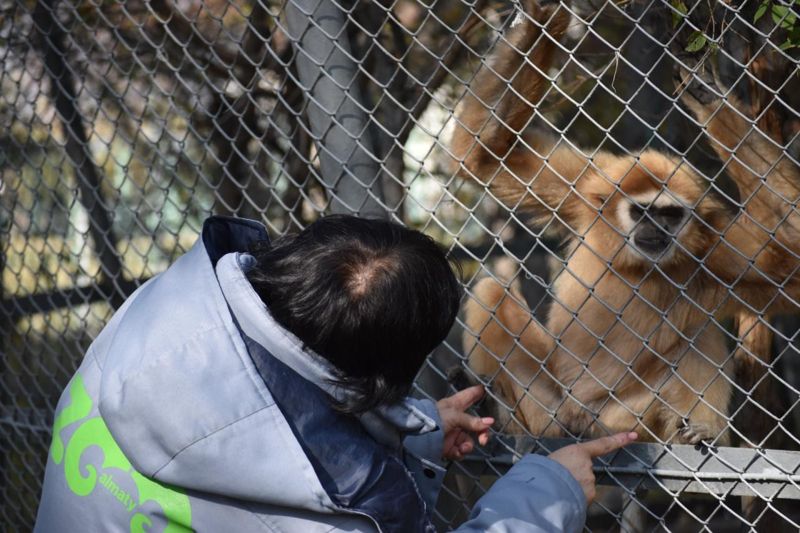 Переезд, вакцинация и гон: как животных зоопарка Алматы готовят к зиме