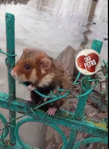 Свыше 8,8 тыс. казахстанских семей получили господдержку после паводков