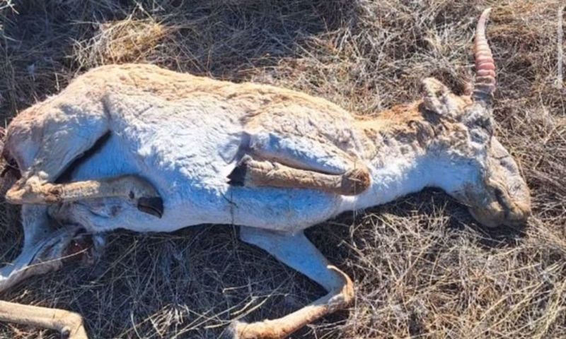 Сайгаки гибнут в Атырауской области из-за пастереллёза