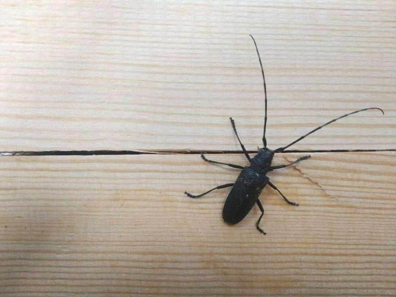 Зараженные жуками пиломатериалы обнаружили в Кокшетау