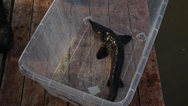 500 однолетних особей сибирского осетра выпустили в Черный Иртыш