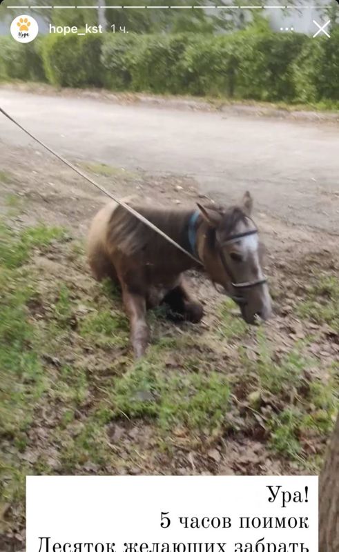 В Костанае зооволонтеры и полиция пять часов ловили бродившую по улицам лошадь