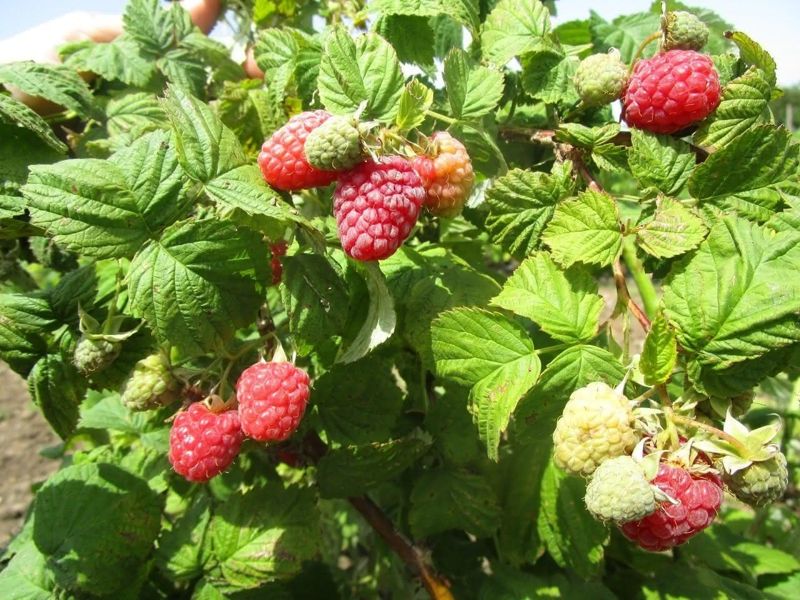 Дело о госсубсидиях: в Таразе за непосаженную малину дали 10 и 8 лет бизнесменам