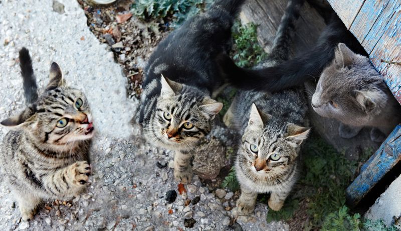 Пенсионерка пожертвовала собственным домом, приютив 56 бездомных кошек в Петропавловске
