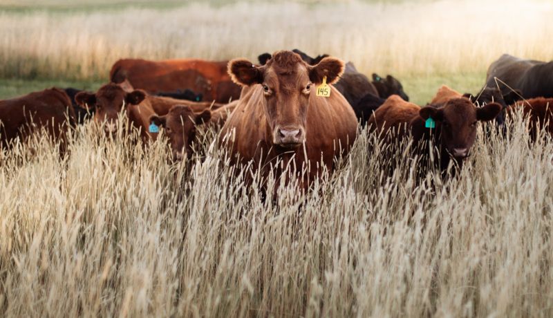 Более 200 захоронений сибирской язвы не соответствуют нормам безопасности в Казахстане