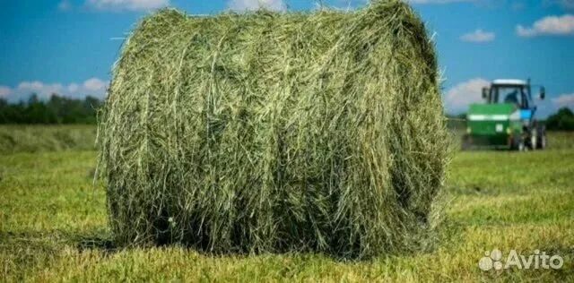 Дефицит корма для скота ожидают в ЗКО