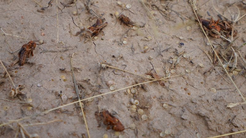 В Туркестанской области с саранчой борются беспилотники