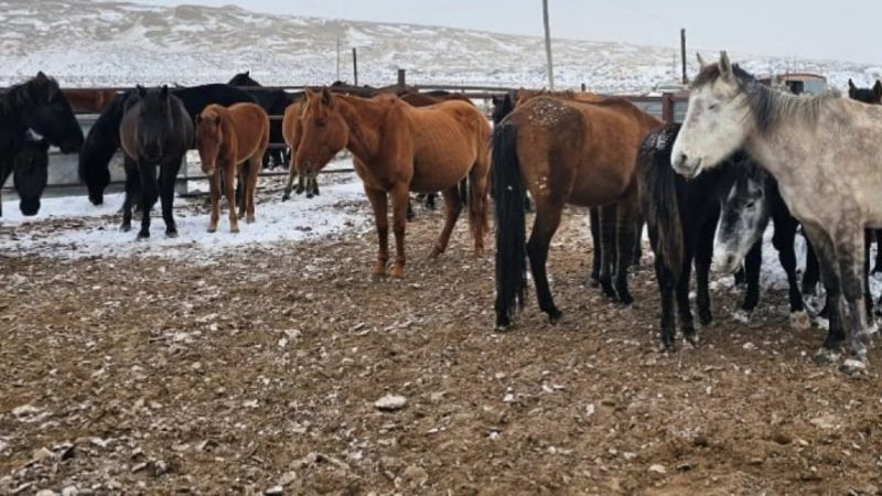 Почти 6000 голов скота погибло в паводках - цифры от Минсельхоза