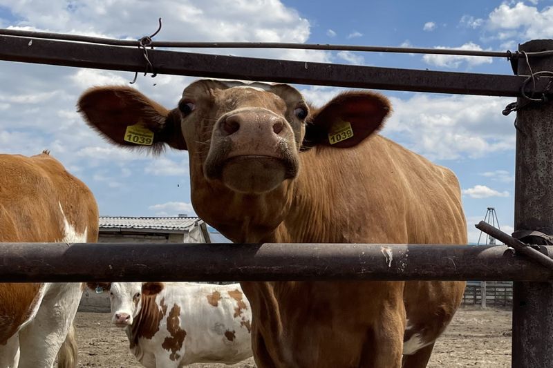 Карантин ввели из-за вспышки сибирской язвы в Костанайской области