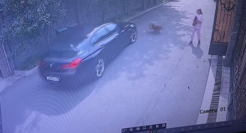 Чуть не задавил собаку: блогер обвинила преподавателя из КИМЭП в жестокости и агрессии