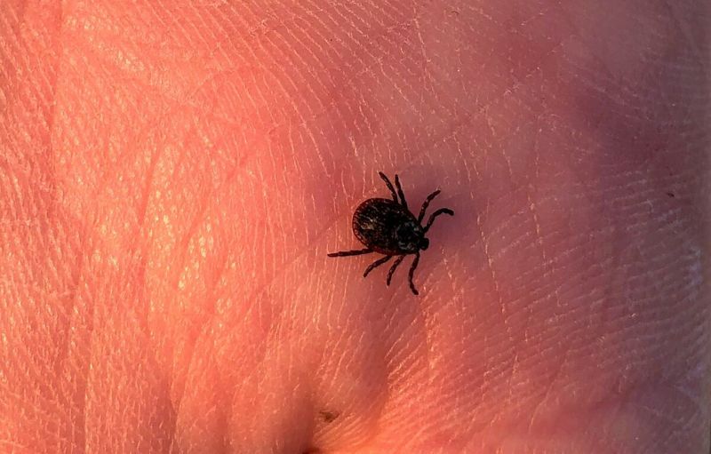 В Шымкенте мужчина скончался от конго-крымской геморрагической лихорадки