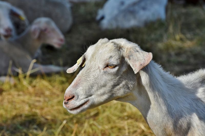 Стоит ли казахстанцам бояться сибирской язвы после страшных паводков, рассказали в Минсельхозе