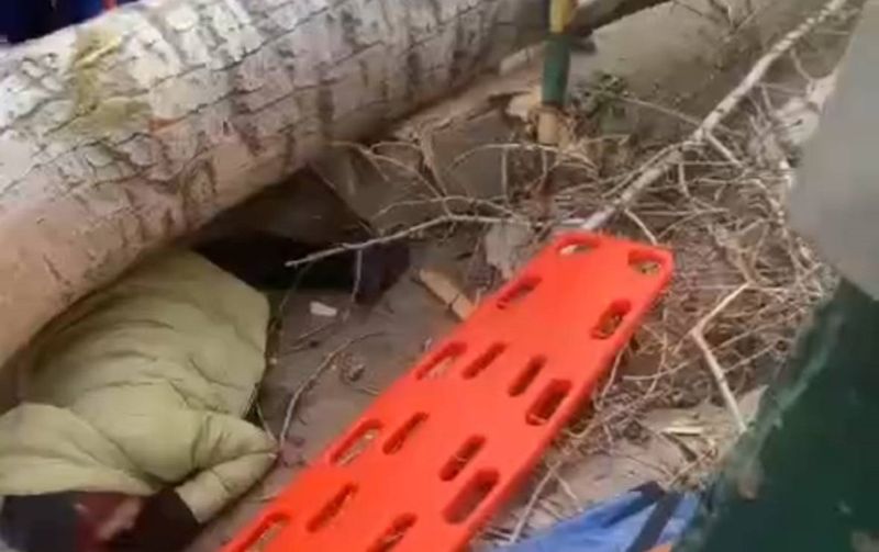 Упавшее дерево в Павлодаре придавило женщину, она скончалась