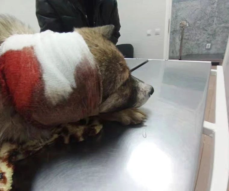 Мужчина стрелял в собаку на детской площадке в Уральске